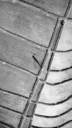 Rice Field Worker of Bali