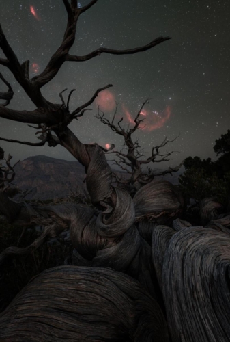 Orion and the Juniper Trees of Oman