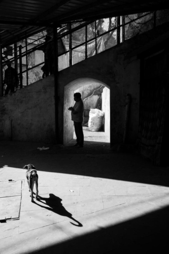 Dog Shadow in the City of Neelkanth in India