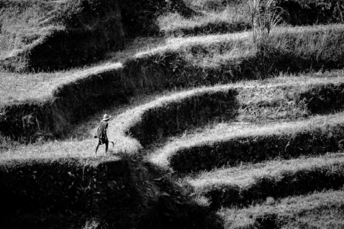 Farmer in Rice Terraces