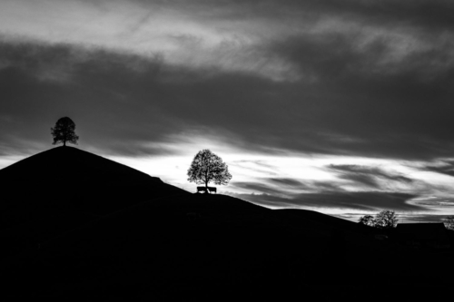 Cows at Hirzel Hills