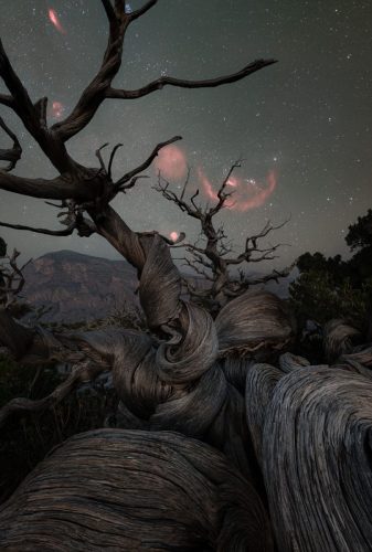 Orion setting over Juniper tree in Jebel Shams in Oman