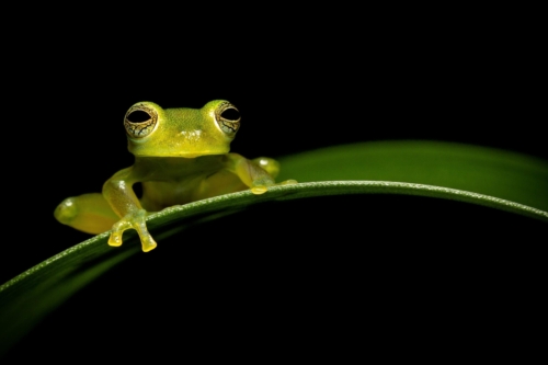 Portrait of a Costarican Glass Frog
