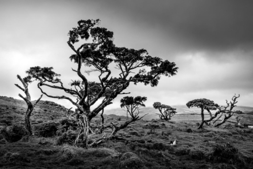 Trees of Lagoa Do Capitao