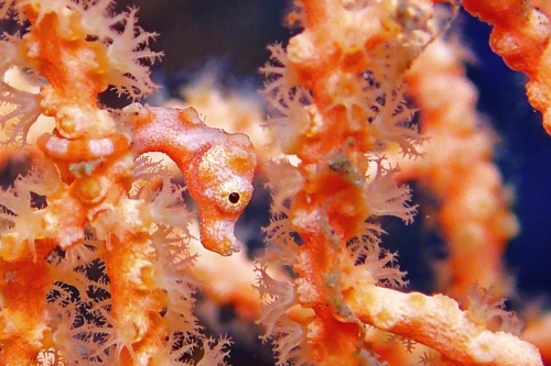 Denise's Pygmy Seahorse