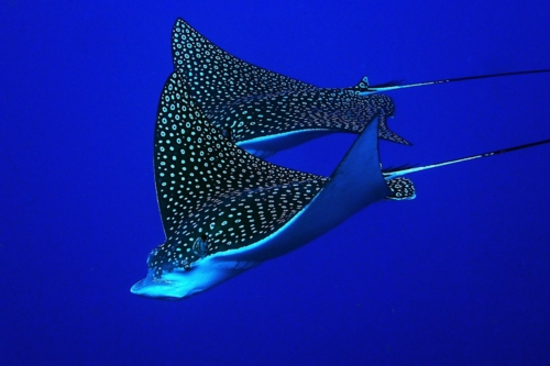 Eagle Rays