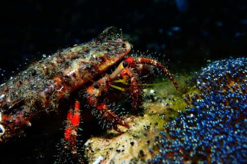 Hermit Crab eating Anemone Eggs