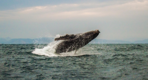 Humpback Whale