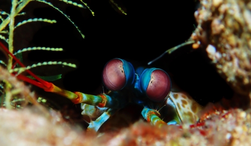 Mantis Shrimp