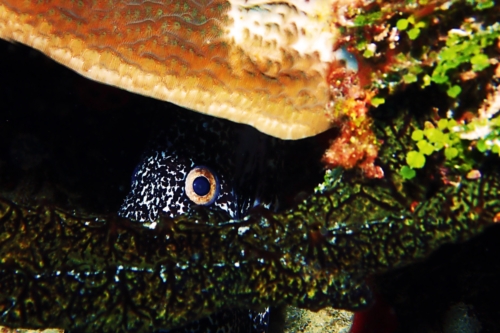 Moray Eel