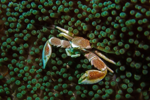 Porcelain Crab