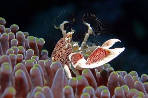 Porcelain Crab