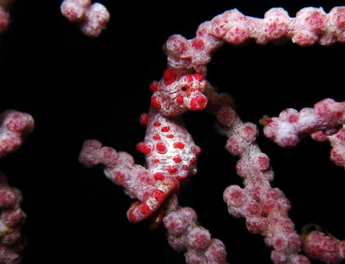 Pygmy Seahorse