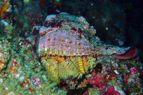 Teddybear Hermit Crab