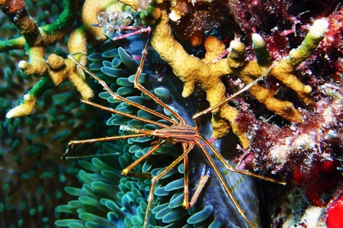Yellowline Arrow Crab